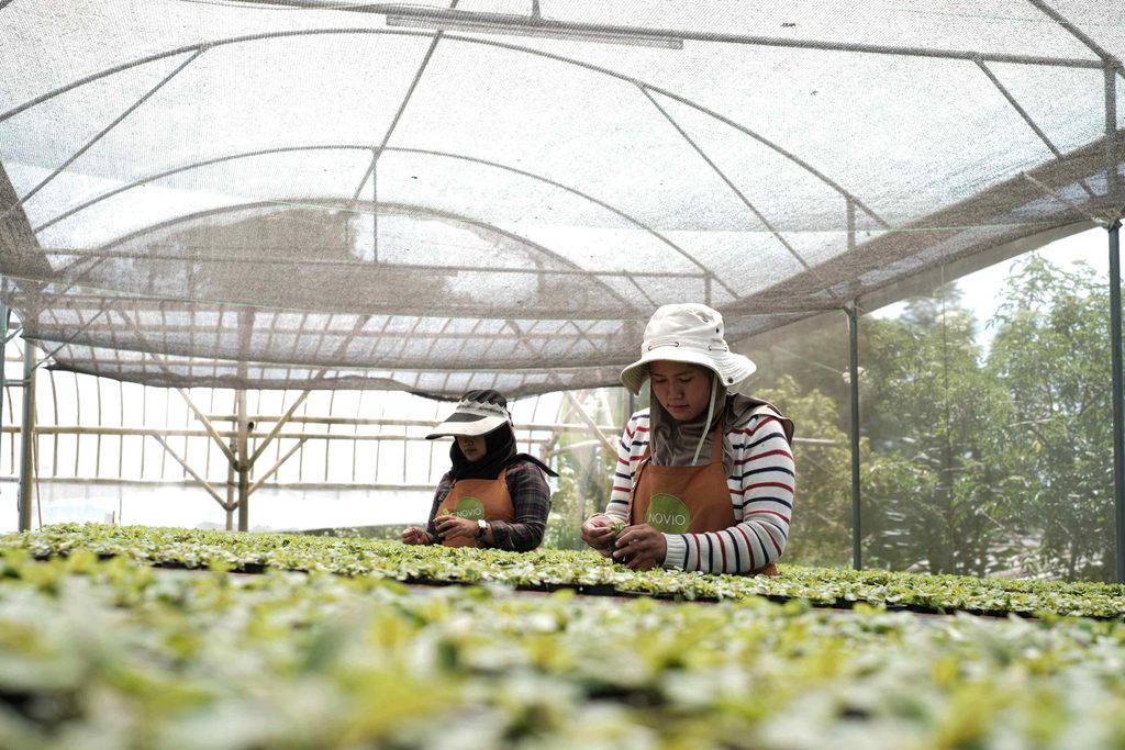Petani